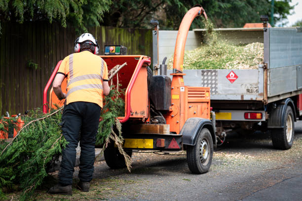 How Our Tree Care Process Works  in  Hamilton, TX