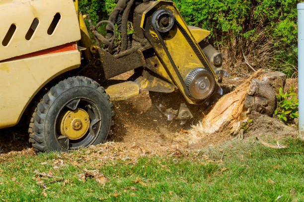 Lawn Pest Prevention in Hamilton, TX