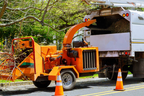 Best Leaf Removal  in Hamilton, TX