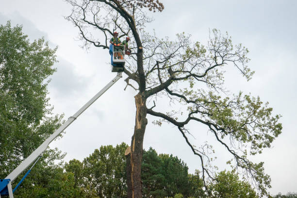 Best Hazardous Tree Removal  in Hamilton, TX