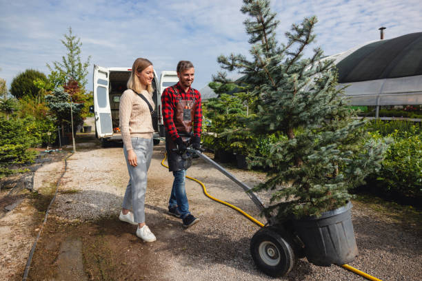 Best Root Management and Removal  in Hamilton, TX
