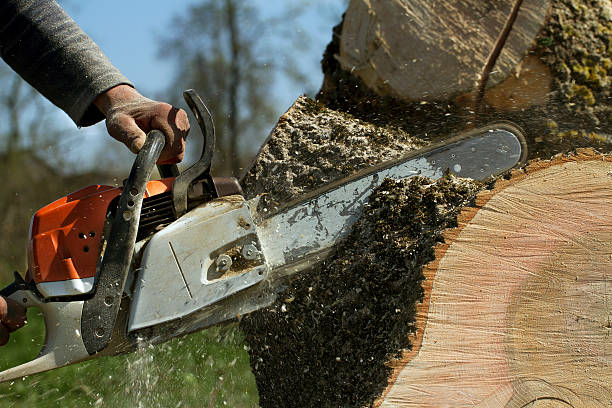 Hamilton, TX Tree Services Company